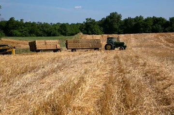 Stulpelis: Stipriems JAV kviečių plotams gali pakenkti siaubinga pasėlių svei...
