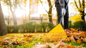 Norėdami atkurti dirvožemio sveikatą, sodininkai šį rudenį dengia pasėlius