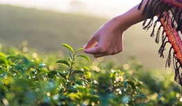 „CropLife India“ siekia 5 metų duomenų apsaugos, įspėja dėl susiaurėjusių gal...