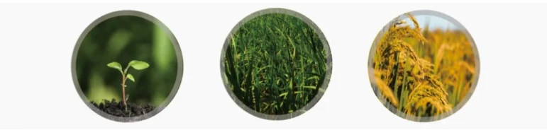 product-771-184 product-771-184